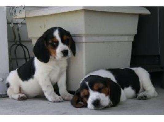 PoulaTo: Χαριτωμένα και γοητευτικά κουτάβια Beagle